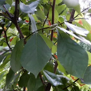 thumbnail for publication: Magnolia x soulangeana 'Lilliputian': 'Lilliputian' Saucer Magnolia